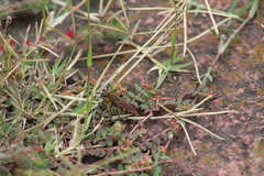 Xanthocampsomeris limosa
