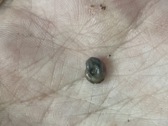 Oxychilus draparnaudi