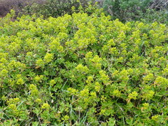 Sedum praealtum