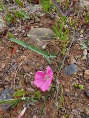 Convolvulus chilensis