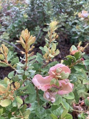 Exobasidium ferrugineae