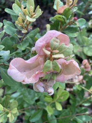 Exobasidium ferrugineae