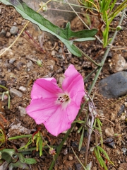 Convolvulus chilensis