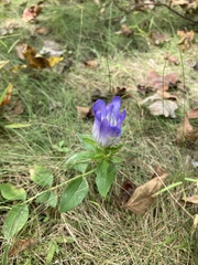 Gentiana catesbaei