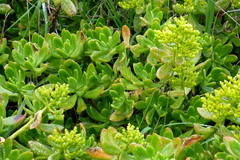 Sedum praealtum