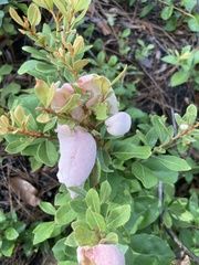 Exobasidium ferrugineae