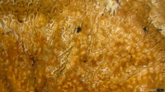 Abortiporus biennis