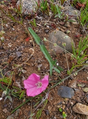 Convolvulus chilensis
