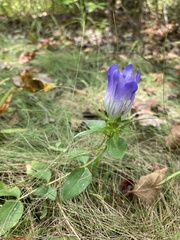 Gentiana catesbaei