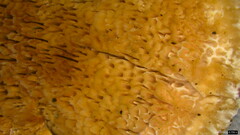 Abortiporus biennis