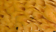 Abortiporus biennis