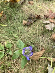 Gentiana catesbaei