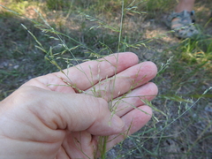 Eragrostis curtipedicellata
