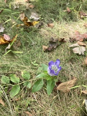 Gentiana catesbaei