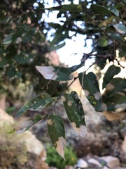 Celtis reticulata