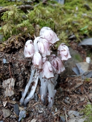 Monotropastrum humile