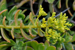 Sedum praealtum
