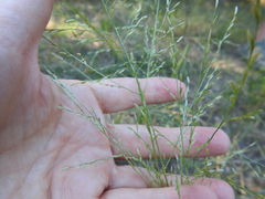 Eragrostis curtipedicellata