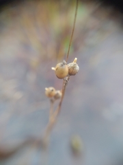 Utricularia cornuta