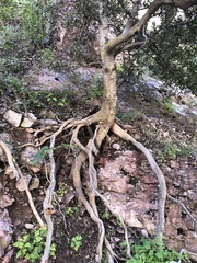 Celtis reticulata