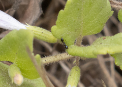 Monomorium ergatogyna