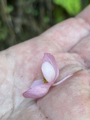 Begonia palmeri