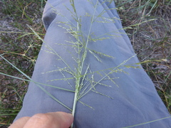 Eragrostis curtipedicellata