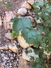 Acer glabrum