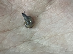 Oxychilus draparnaudi