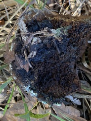 Pisolithus tinctorius