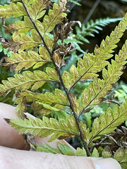 Pityrogramma calomelanos