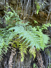 Pityrogramma calomelanos