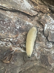 Philomycus carolinianus