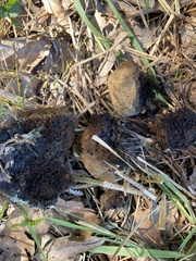 Pisolithus tinctorius