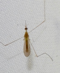 Geranomyia communis