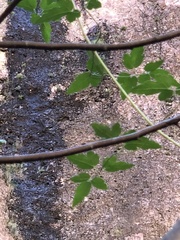 Acer negundo