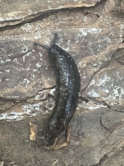 Philomycus carolinianus