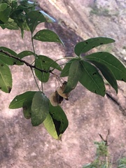 Acer negundo
