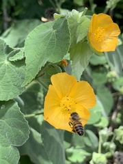 Abutilon grandifolium
