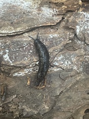 Philomycus carolinianus