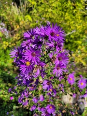 Symphyotrichum laeve
