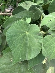 Abutilon grandifolium