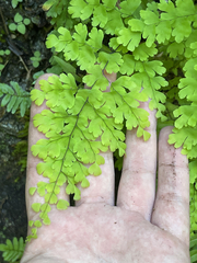 Adiantum concinnum