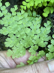Adiantum concinnum