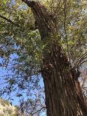 Populus angustifolia