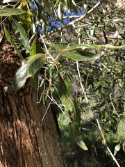 Populus angustifolia