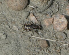 Cicindela tranquebarica