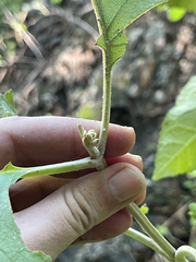 Buddleja crotonoides
