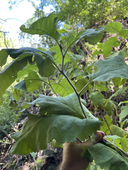 Buddleja crotonoides