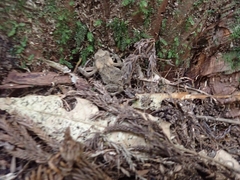 Bufo bankorensis